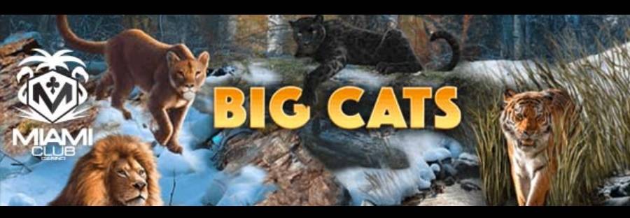 Claim 20 Free Spins For Big Cats Slot